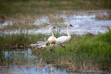 Naklejka na ściany i meble Trumpeter Swans on nest, Tuttle Marsh, Huron National Forest, Iosco County, Michigan