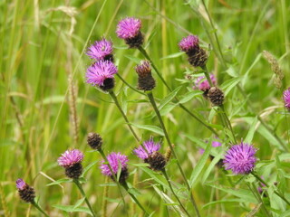 Wild purple thistle