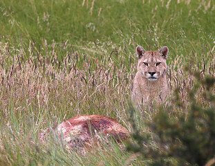 PUMA Y PRESA