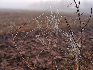 Beauty cobweb with raindrops on a plant in the field. Weather with fog