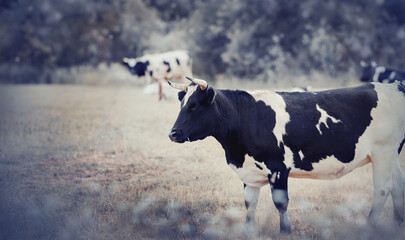 Horned black cow with white spots.