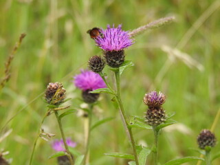 Wild purple thistle with an insect