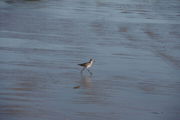 A single Western Sandpiper Bird on the wet water edge tidewater sand of a southern California beach on a sunny day