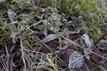 Leaves crystalized by the overnight frost in Finnish Lapland