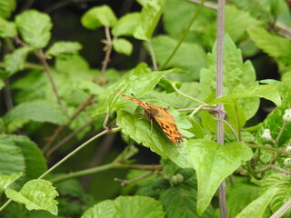 Orange butterflay on a green leaf
