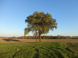 Obraz premium Autumn tree