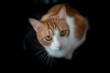 Primer plano. gato blanco y marrón con ojos amarillos mira hacia arriba. Fondo negro.
