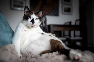 Gato blanco y negro con ojos azules sentado en el sofa con una postura divertida, mira a la cámara