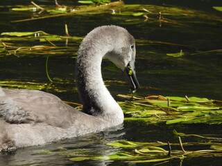 Swan eating on the river