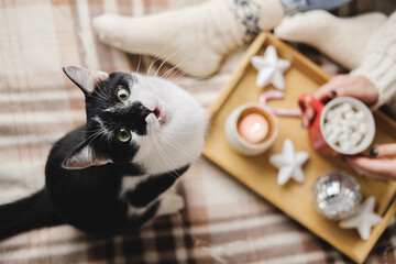 Young woman sits on plaid in cozy knitted woolen sweater with funny tuxedo black and white cat. Wooden tray with mug of chocolate, marshmallow cocoa, Candle, stars. Hygge New Year, cozy Christmas.