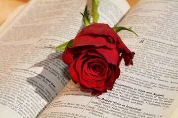 Bible, red rose, religion, texture, romantic image, romance design