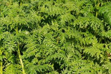 nature background with green plants