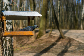 Pigeon in a bird feeder in a park