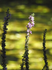 Wild Violet flowers on thick and long stems