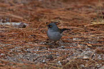 Hungry yellow eyed junco with seed in beak stands amidst hues of auburn pine needles
