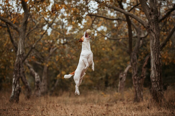 Jumping flying dog jack russell