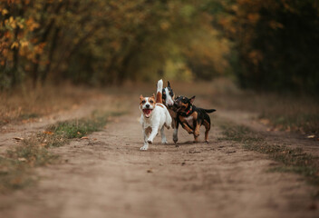 dogs running jack russell and bullterrier