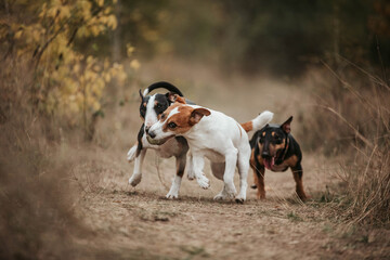dogs playing with toy jack russell and bullterrier