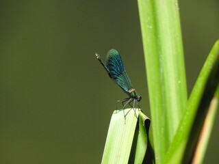 Green yours on a long water leaf
