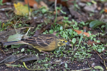 Yellowhammer sitting on the forest floor looking for food