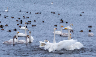 A flock of Whooper swan and ducks wintering on the thermal lake Svetloe (Lebedinoe), Altai Territory, Russia