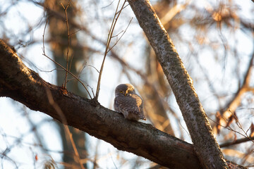 Eurasian pygmy owl sitting on a tree branch