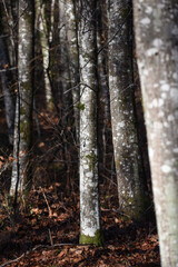 Belgique Wallonie bois foret automne saison climat