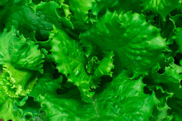 Fresh green salad salad background. Vegetarianism concept.