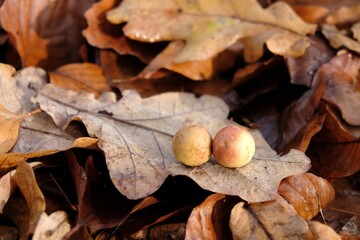 Two galls (cecidia) on an oak leaf. It is kind of swelling growth on the external tissues of plants, fungi, or animals. 