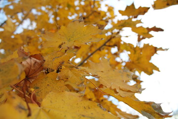 autumn leaves on tree, yellow leaves on the tree,
