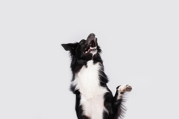 Happy surprised purebred border collie dog looking up with his mouth opened mouth and big eyes...
