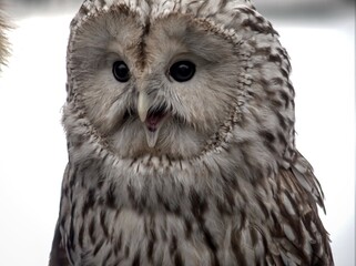 Fototapeta premium Close-up portrait of an owl with an open beak.
