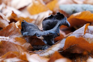 Single Craterellus cornucopioides, or horn of plenty, is an edible mushroom. It is also known as the black chanterelle, black trumpet or trumpet  of the dead.