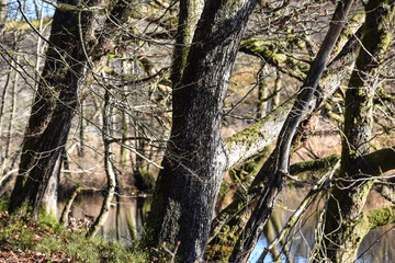 Belgique Wallonie bois foret automne saison climat