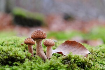 Edible forest mushroom - group of young Armillaria mellea