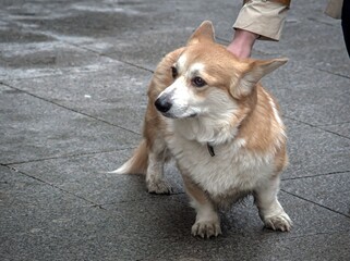 Naklejka na ściany i meble A dirty corgi dog after the rain is trying to run away from its owner.
