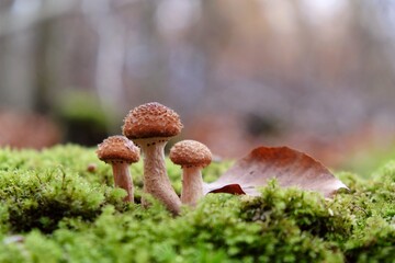 Edible forest mushroom - group of young Armillaria mellea
