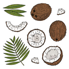 Set of ripe coconut in different forms with palm leaves. Color drawing isolated on a black background.