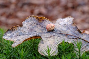 Gall (cecidia) on an oak leaf. It is kind of swelling growth on the external tissues of plants, fungi, or animals. 
