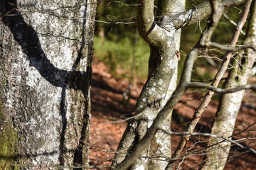 Belgique Wallonie bois foret automne saison climat