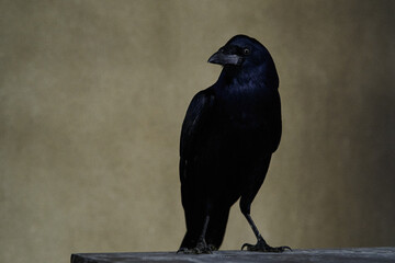 Rook bird with glossy black plumage. Corvus frugilegus
