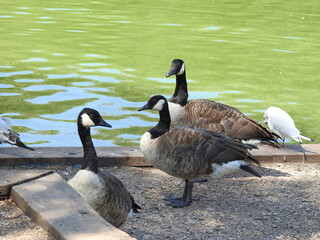 Geese on the concrete shore near the lake