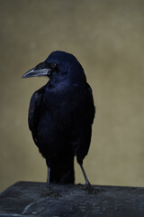 Rook bird with glossy black plumage. Corvus frugilegus