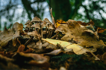 mushrooms in the forest