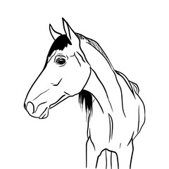 Outline sketch of horse in profile in doodle style. Vector illustration