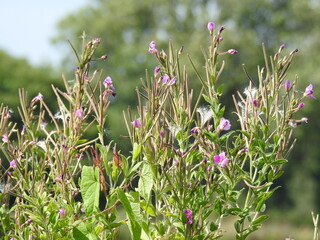 Violet wild flowers
