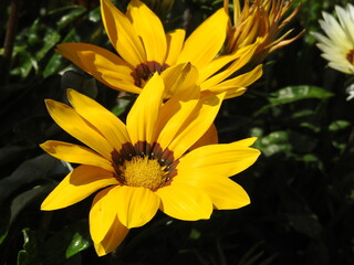 Yellow flowers in petals with large heads
