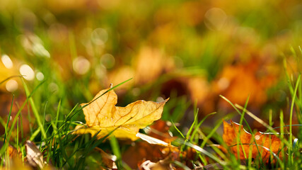 Blätter mit bunter Herbstfärbung auf einer Wiese im Herbst