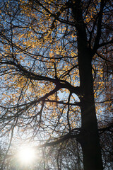View of ray of light on beautiful trees in the autumnal forest on blur sky background