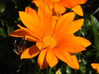 Orange flowers in petals with large heads